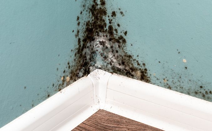 wall with black mold growth